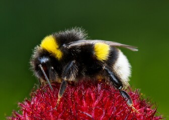 Closeup shot of a Bombus lucorum bee on a pink flower in a garden