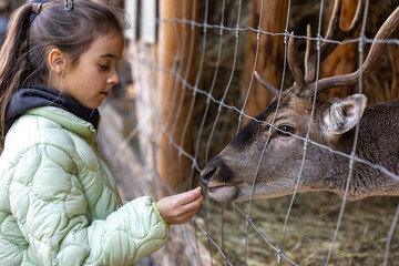 A little girl feeds a deer in the zoo.