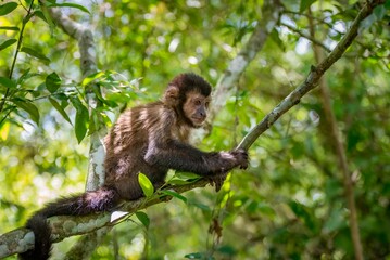 Closeup shot of a baby monkey on a tree branch surrounded by green leaves