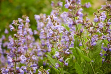 Closeup shot of small purple flowers on a leaf in a garden surrounded by green plants