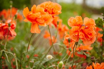 Closeup shot of an orange Papaver armeniacum flower in a garden