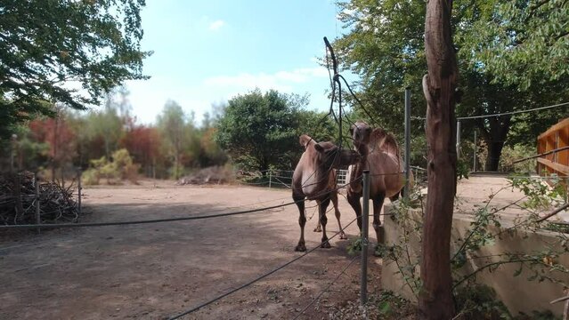 Camels eat branches in forest