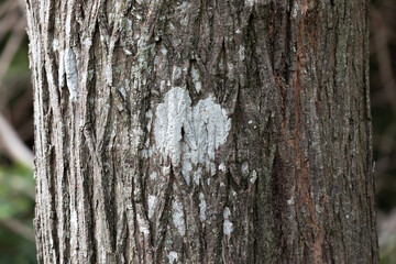 Fototapeta premium Closeup shot of a tree trunk texture