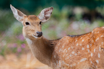 Closeup shot of a beautiful deer