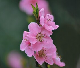 pink flowers in the nature. nature concept with flowers. pink flower backdrop. blossom season.