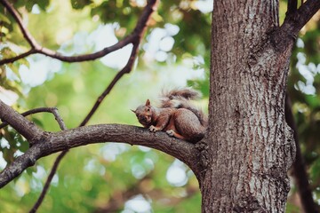 Eastern gray squirrel sitting on tree branch at Mount Royal park and looking to camera on sunny day