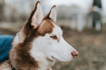 husky siberian dog. portrait cute white brown mammal animal pet of one year old with blue eyes with people in autumn rustic and countryside nature forest