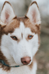 husky siberian dog. portrait cute white brown mammal animal pet of one year old with blue eyes in autumn rustic and countryside nature forest. close up