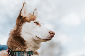 husky siberian dog. portrait cute white brown mammal animal pet of one year old with blue eyes in autumn rustic and countryside nature forest. close up