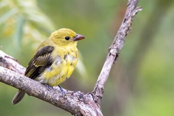 Female Scarlet Tanager perching on a branch