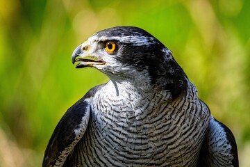 Closeup of the bird 