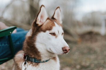 husky siberian dog. portrait cute white brown mammal animal pet of one year old with blue eyes with people in autumn rustic and countryside nature forest