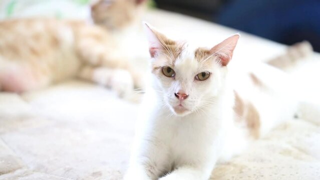 Gato blanco relajado acostado en la cama mirando a c&aacute;mara. Mascota acostado en la cama mientras descansa con espacio pata texto