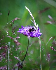 Vertical shot of beetles mating on a succisa pratensis flower