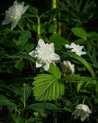 Vertical shot of blooming wood anemones