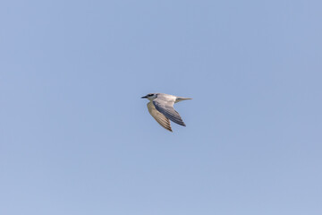 Bird in flight in the sky on a sunny day