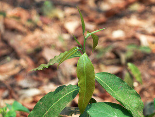 Closeup shot of a Growing Mangoes leaves