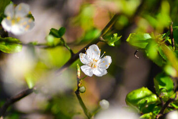 Obraz premium Almonds white flower. lonely flower concept. blossom season