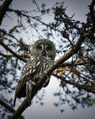 Vertical shot of a great grey owl perched on a tree