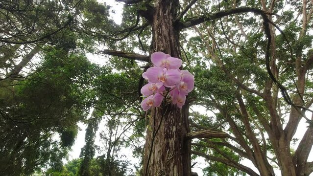 Moon orchid, Moth Orchid, Cymbidium amabile, Epidendrum amabile, Phalaenopsis amabilis, Phalaenopsis elisabethae, Phalaenopsis gloriosa, Phalaenopsis grandiflora, Synadena amabilis