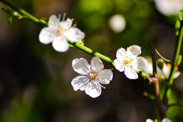 Fototapeta na wymiar little white flowers. blossom season concept.