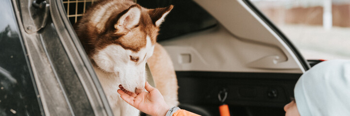 husky siberian dog. portrait cute white brown mammal animal pet of one year old with blue eyes sitting in the trunk of a car ready to travel. banner © Ksenia