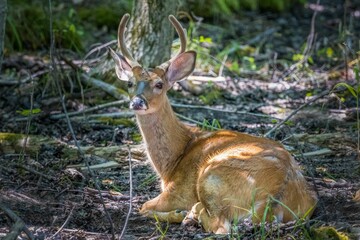 Cute deer (Cervidae) with horns laying in the woods during the daytime - Powered by Adobe