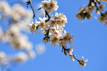 white flowers in nature. nature concept with flowers. flower backdrop. blossom season.