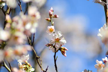 white flowers in nature. nature concept with flowers. flower backdrop. blossom season.