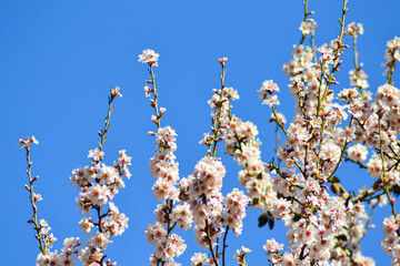 white flowers in nature. nature concept with flowers. flower backdrop. blossom season.
