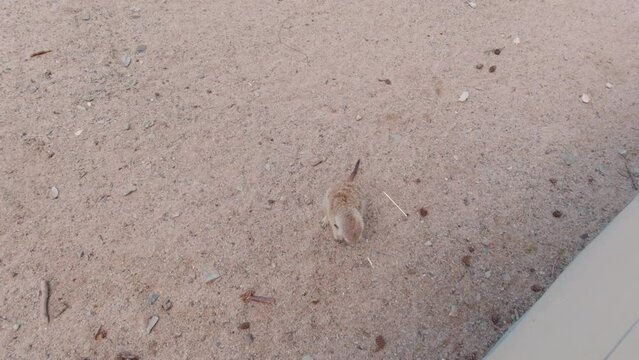 Animal looking at the camera meerkat