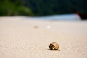 Selective focus shot of a crab in a shell on a sandy beach