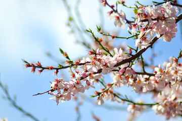 white flowers in nature. nature concept with flowers. flower backdrop. blossom season.