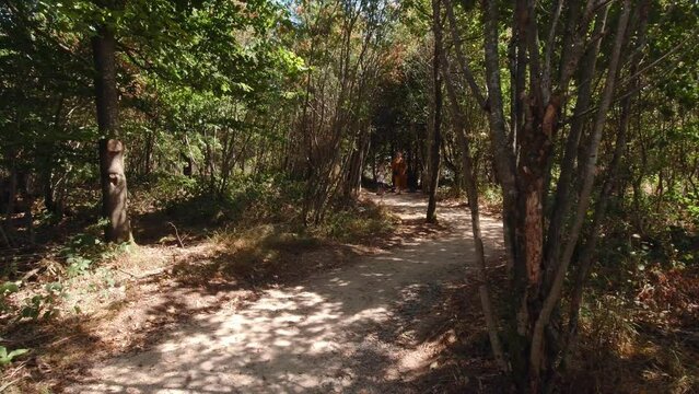 Woman and boy are walking in the forest slow motion in shadows of trees