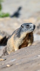 Vertical shot of a Marmot