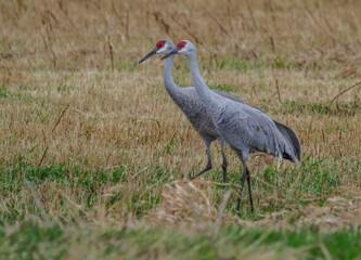 Closeup shot of two sandhill cranes foraging on a field during fall migration
