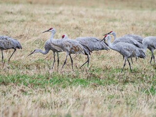 Closeup shot of sandhill cranes foraging in a field during fall migration