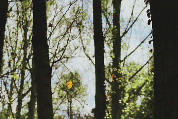 Paisaje Otoño 
Detalle chopos, a contraluz
