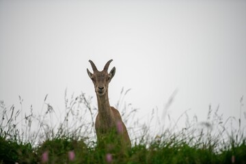 Low angle shot of a capra