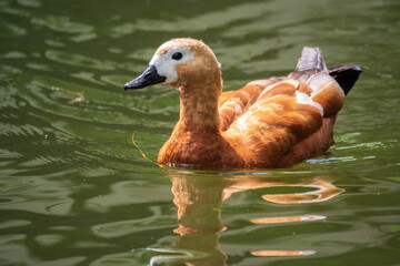 Ruddy Shelduck, or red duck, lat. Tadorna ferruginea, swimming on a lake.