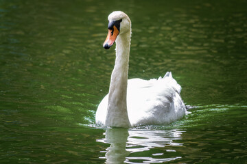 A graceful white swan swimming on a lake with dark water. The white swan is reflected in the water