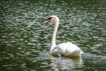 A graceful white swan swimming on a lake with dark water. The white swan is reflected in the water