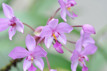 Fototapeta na wymiar Ground orchid, Spathoglottis or Acanthephippium or Bletia or Calanthe or purple flower