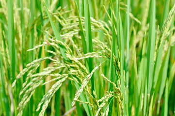 rice plant or rice field , sticky rice plant or paddy field