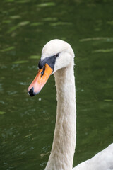 Obraz premium Portrait of a graceful white swan with long neck on dark water background.