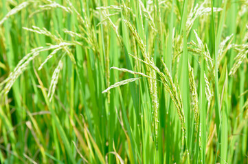 rice plant or rice field , sticky rice plant or paddy field