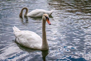 Obraz premium Two graceful white swans swim in the dark water.