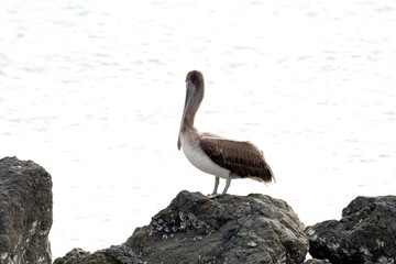 View of a Brown Pelican (Pelecanus occidentalis) on top of a rock