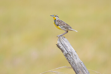 Beautiful  Eastern Meadowlark (Sturnella magna) perched on fence post