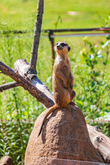 Meerkat, Suricata suricatta, on hind legs. Portrait of meerkat standing on hind legs with alert expression. Portrait of a funny meerkat sitting on its hind legs.